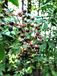 Low angle view of berries growing on tree