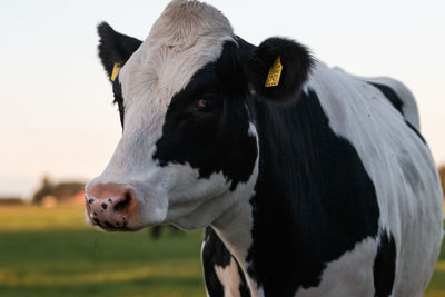 Close-up of a cow