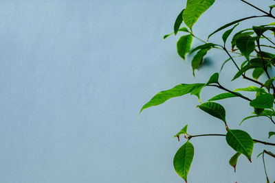 Close-up of leaves against clear blue sky