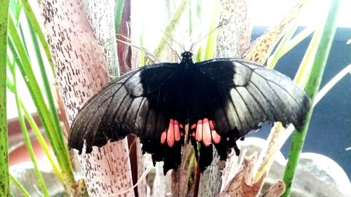 Close-up of butterfly perching on leaf