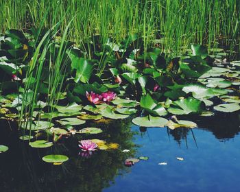 Lotus water lily in pond