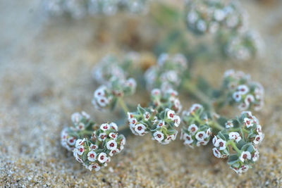 Macro close-up of tiny wildflowers growing on beach in sand in baja, mexico