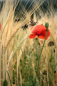 Close-up of red poppy in field