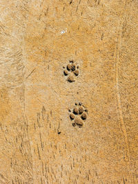 High angle view of footprints on sand