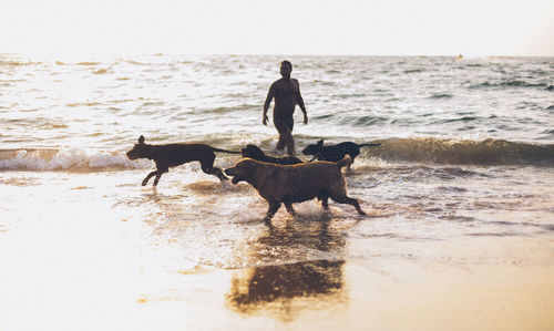 Man with dogs wading in sea