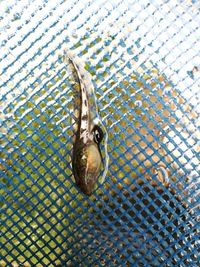 Close-up of turtle swimming in water