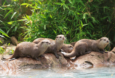 View of otters in water
