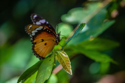 Close-up of butterfly pollinating flower