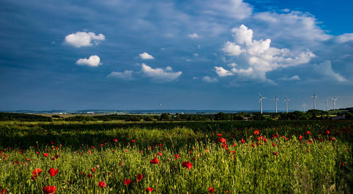 Scenic view of flowering field against sky