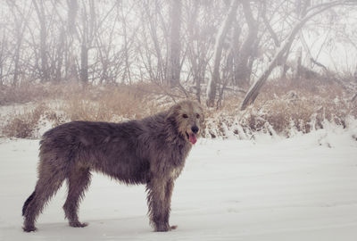 Gray full length irish wolfhound in winter - portrait of a dog