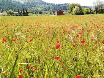 Close-up of poppies growing on field against sky
