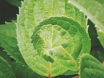 Close-up of wet leaf