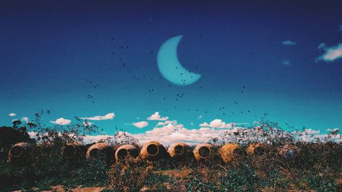 Low angle view of plants growing on field against sky