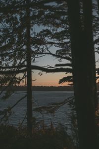 Silhouette trees by lake in forest against sky at sunset