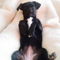 Portrait of black puppy sitting