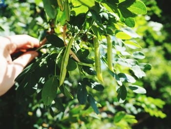 Person holding plant