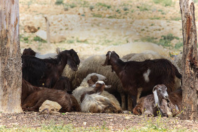 Herd of goats on field