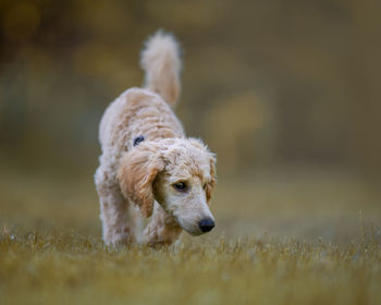 Portrait of dog looking away on field