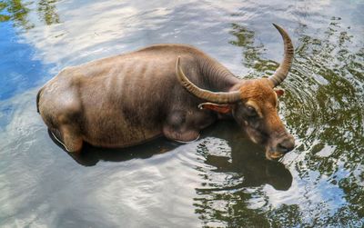 High angle view of horse in lake