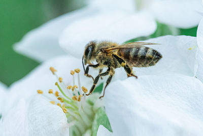 Close-up of bee on white flower