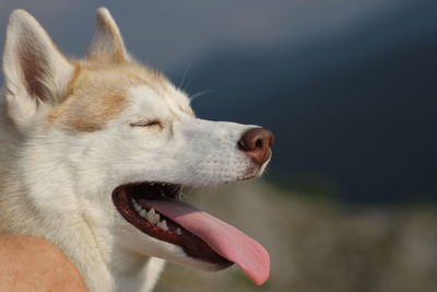 Close-up of a dog looking away