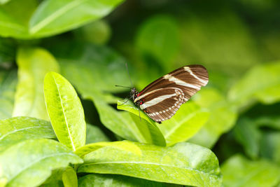 Close-up of butterfly on plant