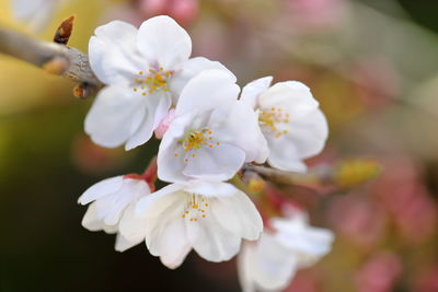 Close-up of white cherry blossoms