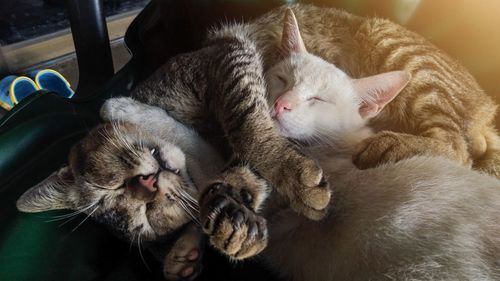 Cats sleeping