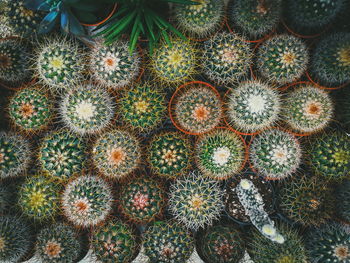 Full frame shot of cactus