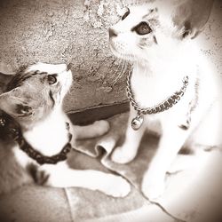 Portrait of cat
