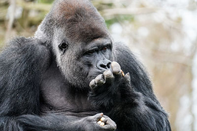 Close-up of gorilla
