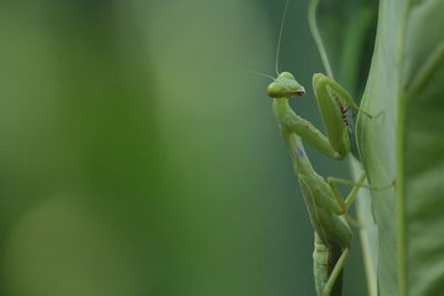 Close-up of praying mantis on leaves