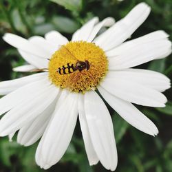 Close-up of white daisy flower