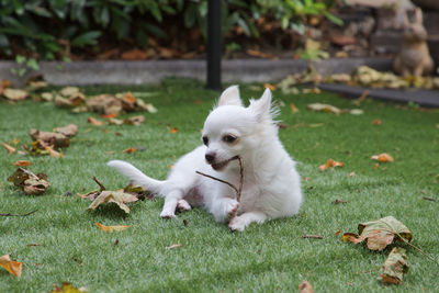 Small white chihuahua puppy chewing on a twig
