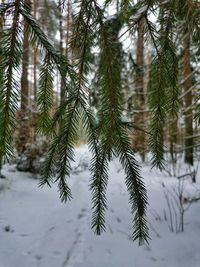 Close-up of pine tree during winter