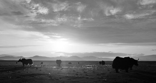 Cows grazing on field against sky
