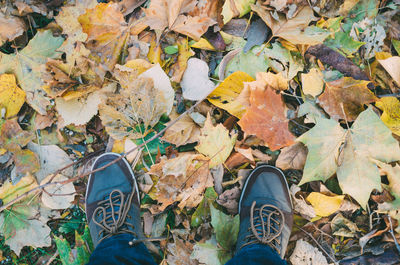 Low section of man standing by fallen maple leaves on field