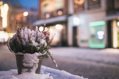 Close-up of illuminated flower in city during winter