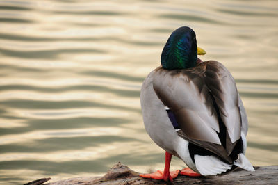 Bird perching on a lake