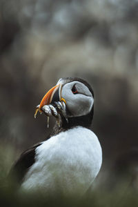 Close-up of bird