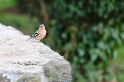 Close-up of bird perching on rock