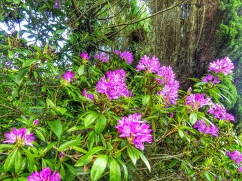 Pink flowers blooming in park