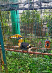 View of parrot in cage at zoo