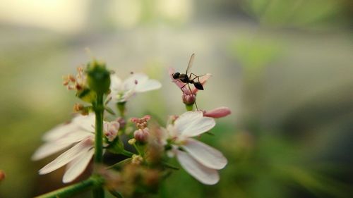 Close-up of insect on flower