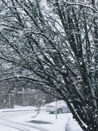 Trees on snow covered landscape