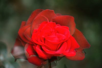 Close-up of red rose