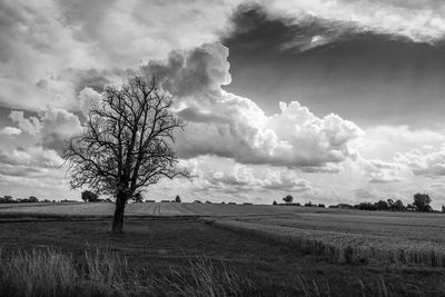 Bare tree on field against sky