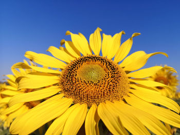 Close-up of sunflower