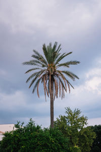 Low angle view of palm trees against sky