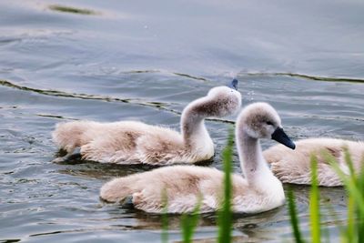 Swan floating on lake